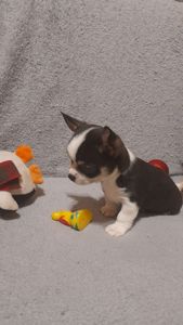 Продам хлопчика чихуахуа