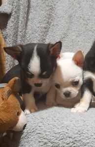 Продам хлопчика чихуахуа