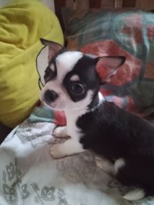 Продам хлопчика чихуахуа