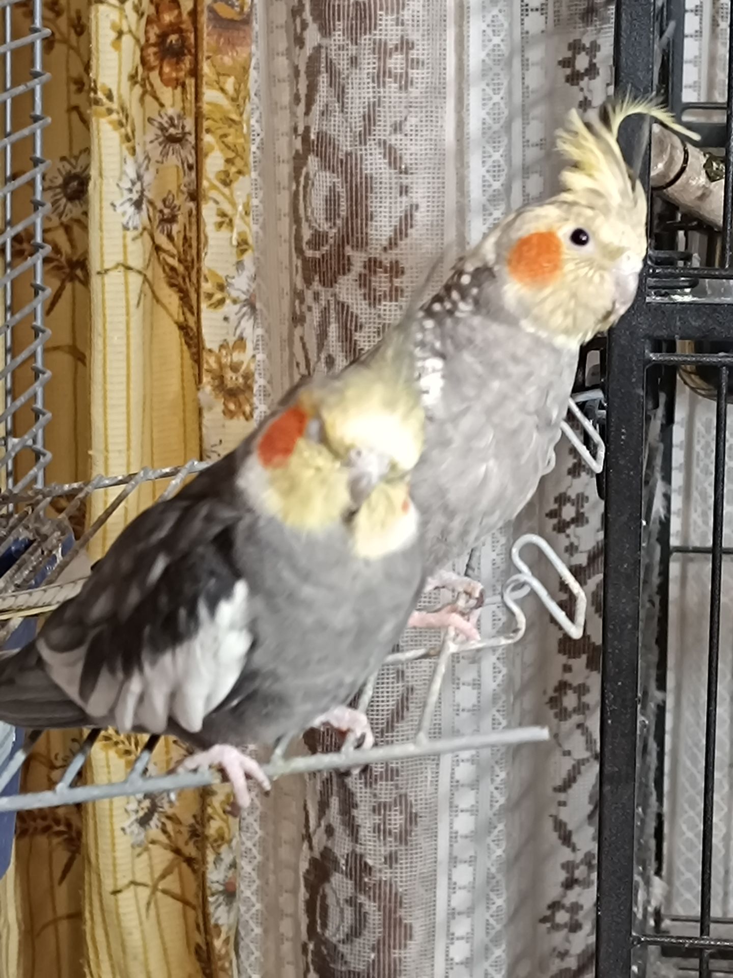 Малыши корелл