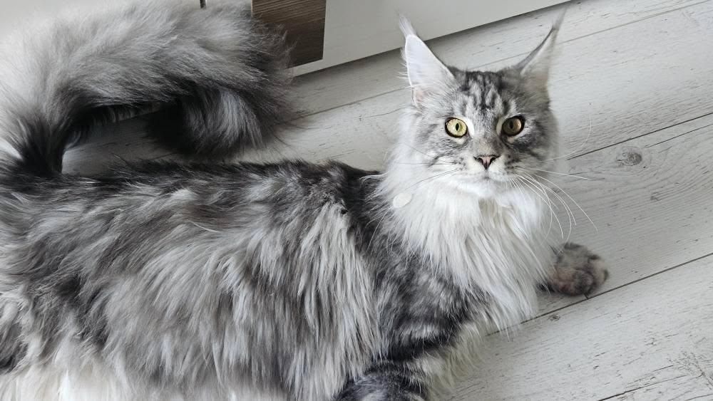 Кіт Мейн-кун