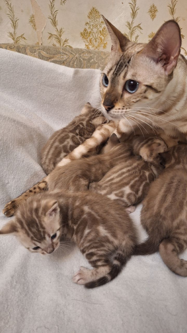 Шикарні бенгальські кошенята