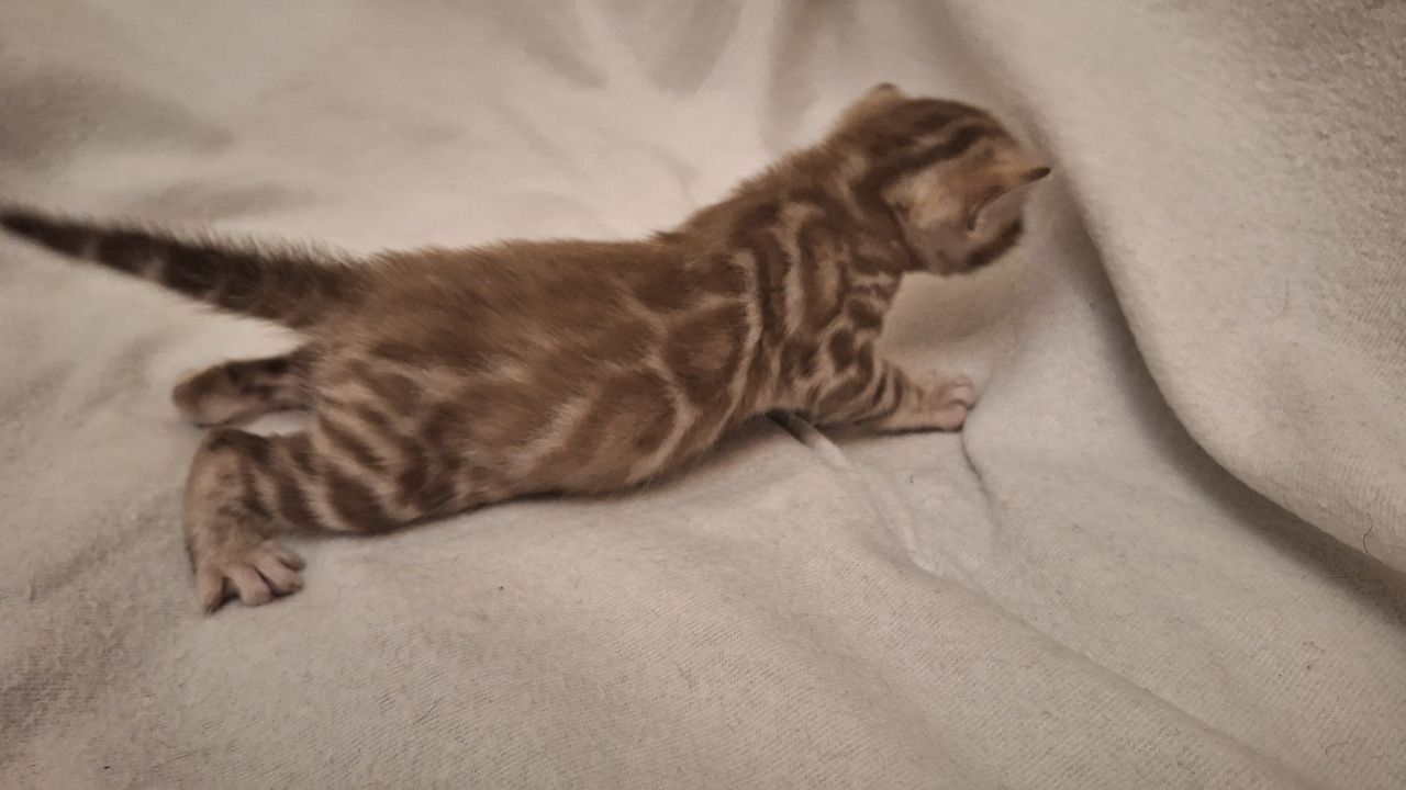 Шикарні бенгальські кошенята