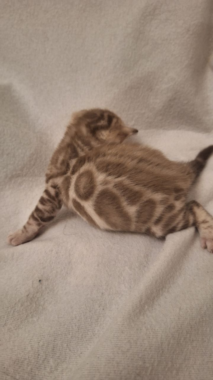 Шикарні бенгальські кошенята