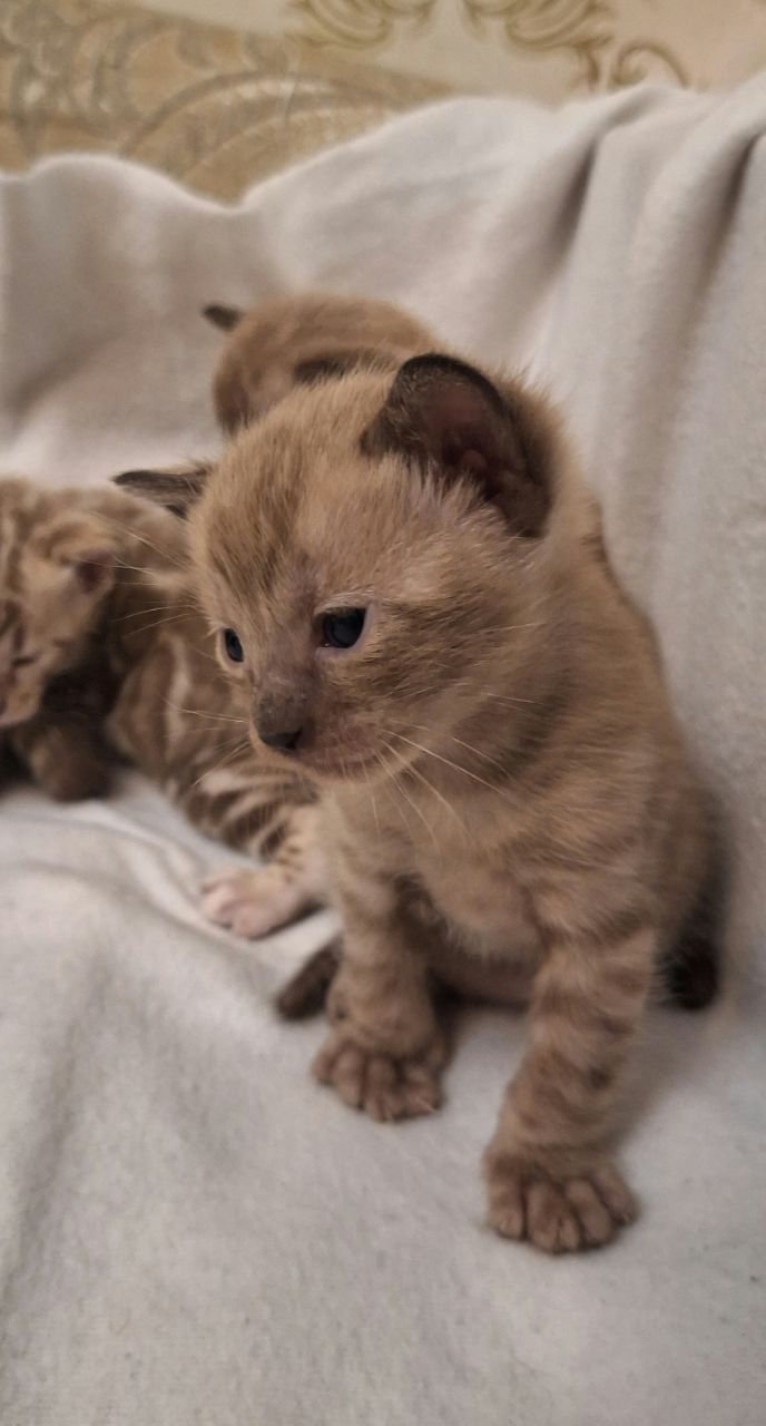 Шикарні бенгальські кошенята