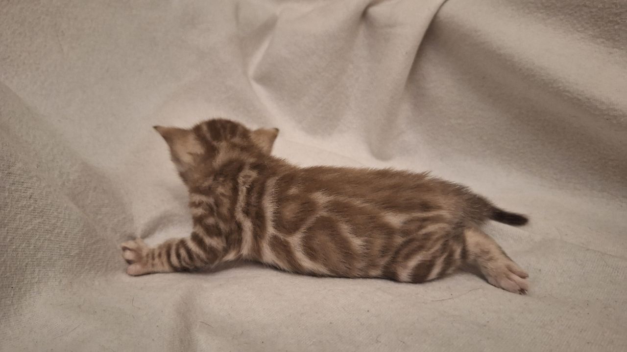 Шикарні бенгальські кошенята