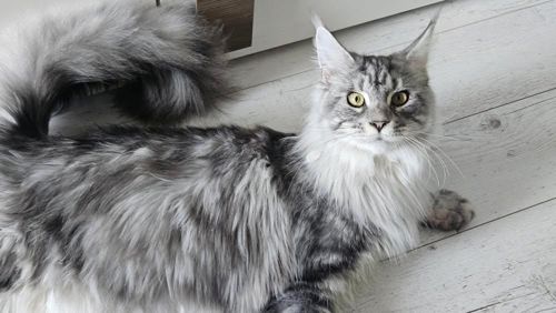 Кіт Мейн-кун