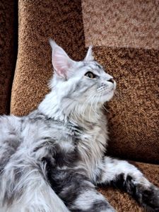 Кіт Мейн-кун