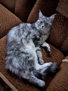 Кіт Мейн-кун