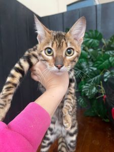 Тойгер дівчина Інді