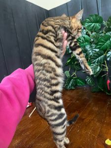 Тойгер дівчина Інді