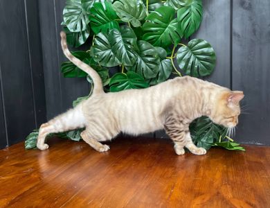 Единственный снежный Тойгер в Украине