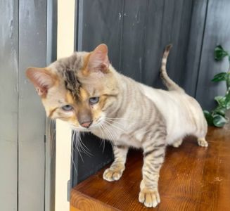 Единственный снежный Тойгер в Украине