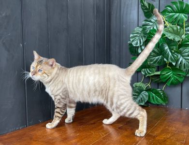 Единственный снежный Тойгер в Украине