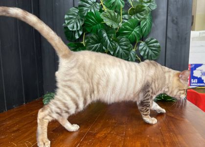 Единственный снежный Тойгер в Украине