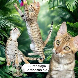 Дівчинка Джумбалая, порода Тойгер