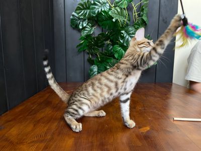 Дівчинка Джумбалая, порода Тойгер