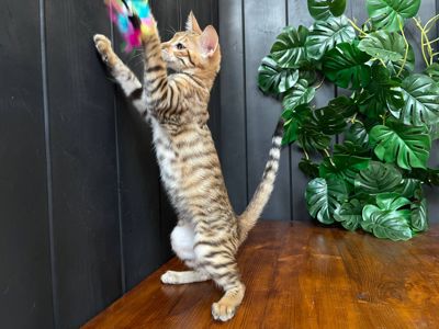 Дівчинка Джумбалая, порода Тойгер