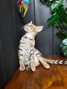 Дівчинка Джумбалая, порода Тойгер