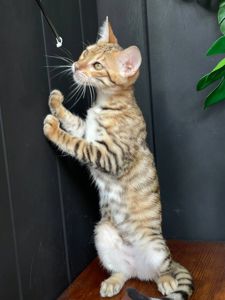 Дівчинка Джумбалая, порода Тойгер