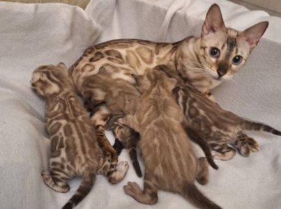 Шикарні бенгальські кошенята