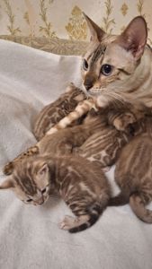 Шикарні бенгальські кошенята