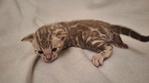 Шикарні бенгальські кошенята