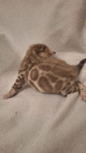 Шикарні бенгальські кошенята