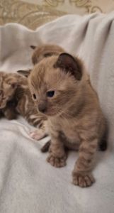 Шикарні бенгальські кошенята