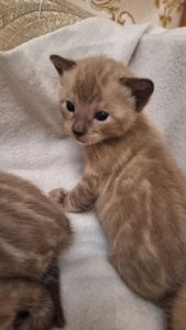 Шикарні бенгальські кошенята