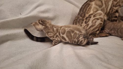 Шикарні бенгальські кошенята