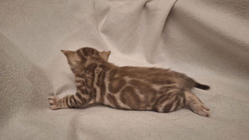 Шикарні бенгальські кошенята