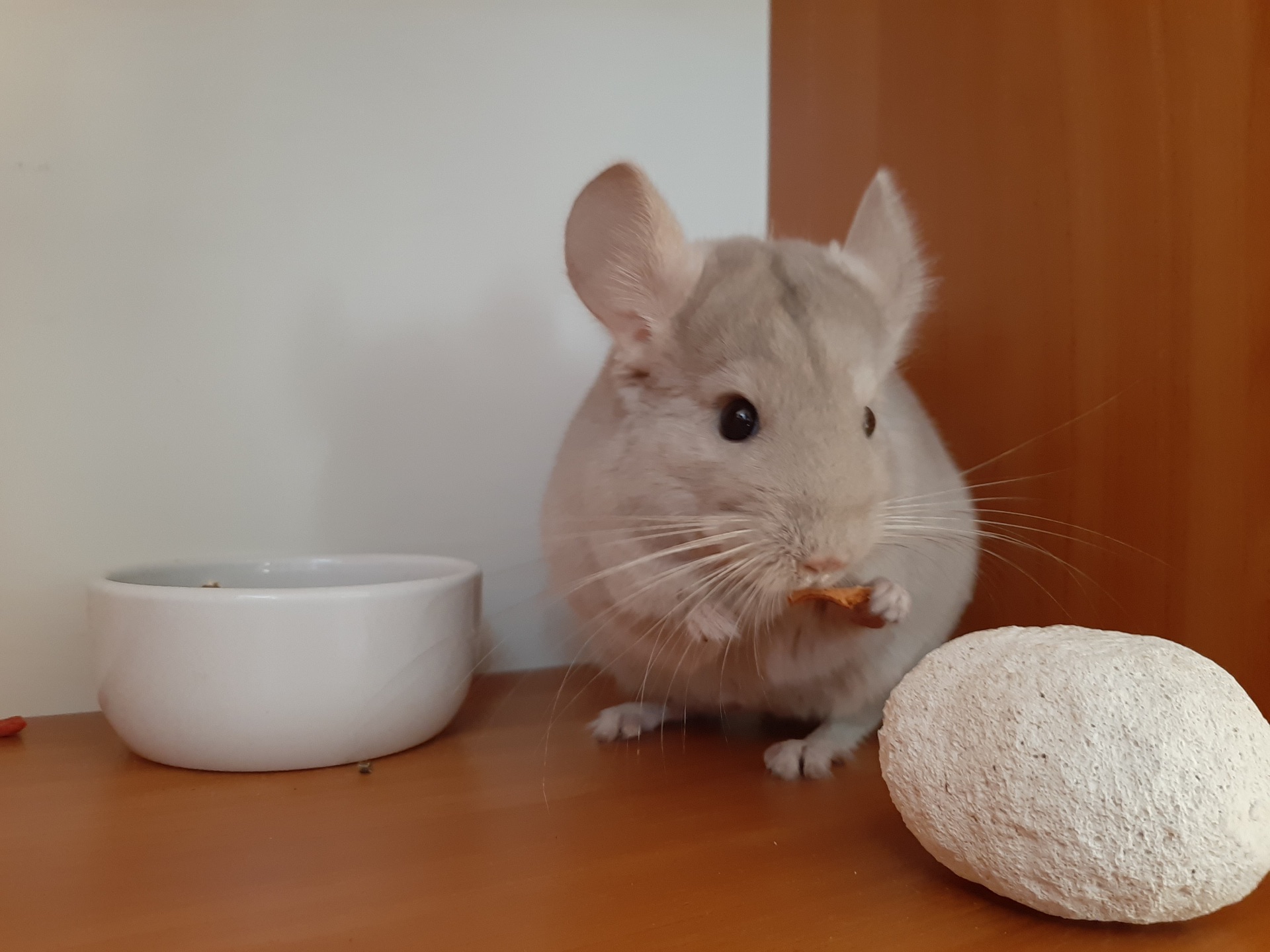 Шиншила кольорова дівчинка та хлопчики