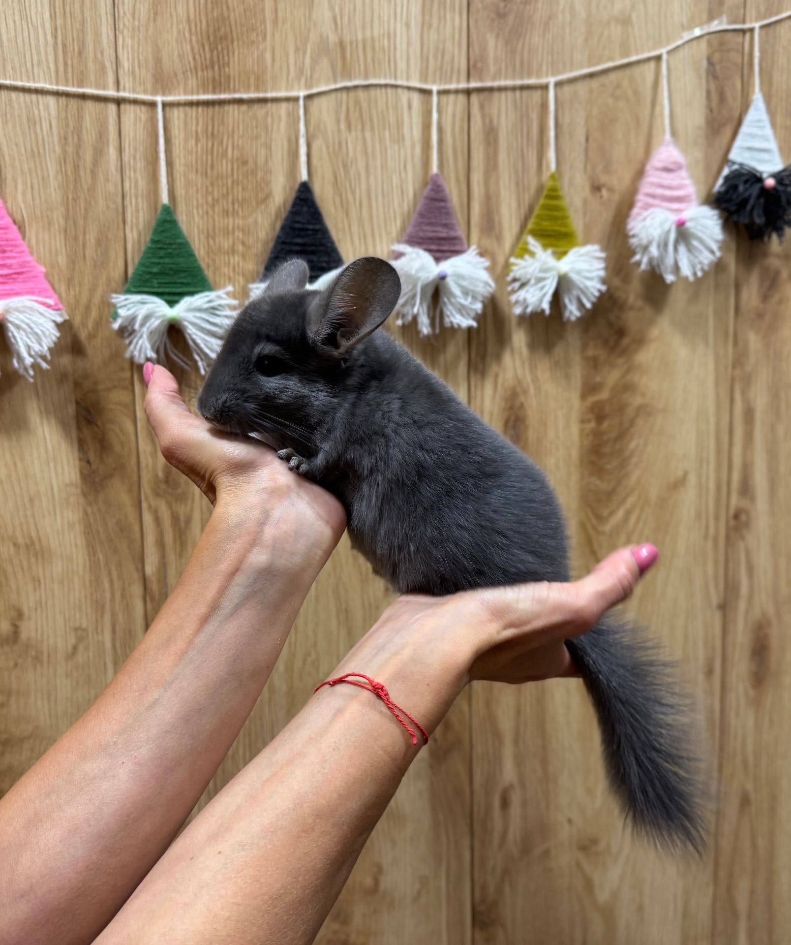 Шиншила кольорова дівчинка та хлопчики