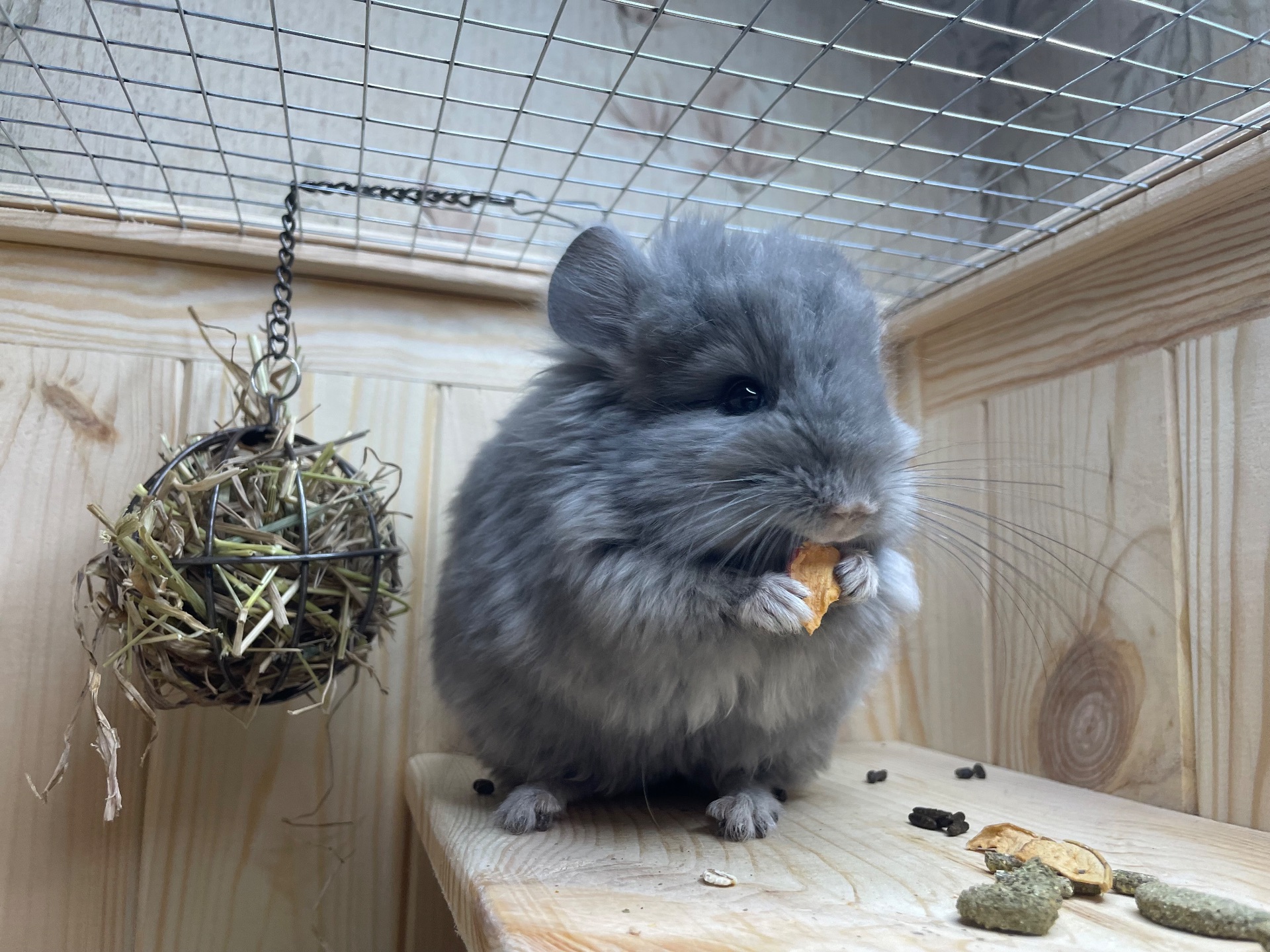 Шиншила кольорова дівчинка та хлопчики