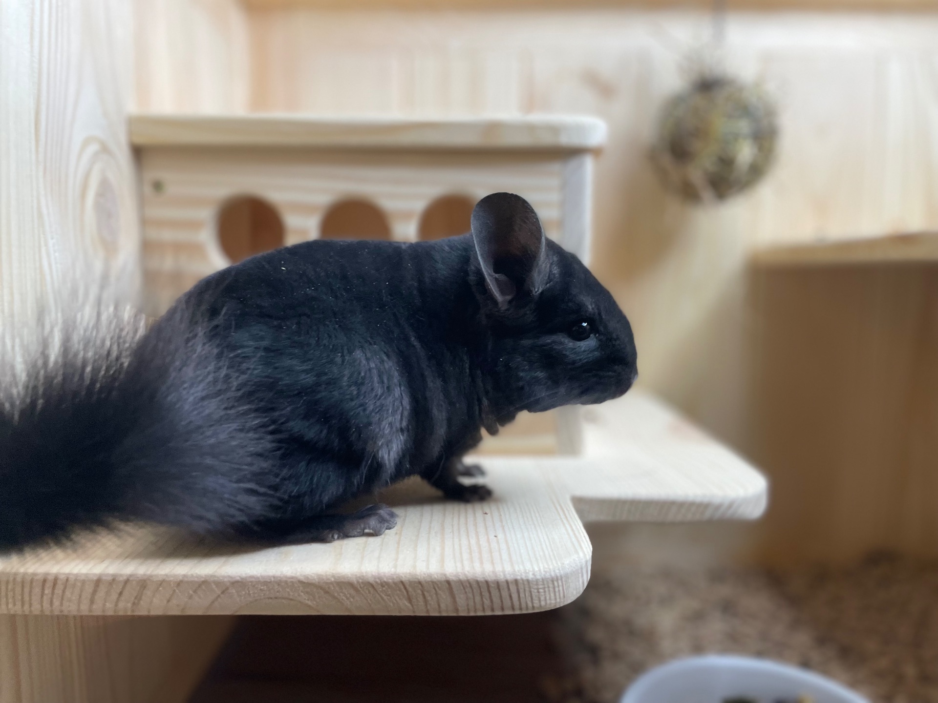 Шиншила кольорова дівчинка та хлопчики