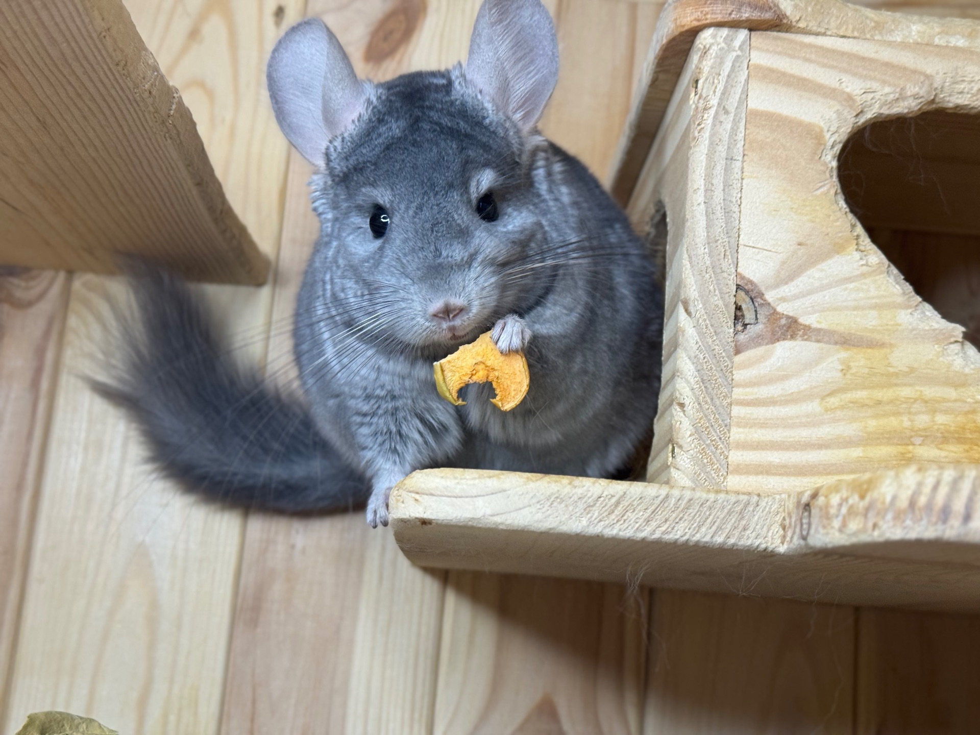 Шиншила кольорова дівчинка та хлопчики