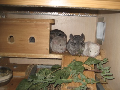 Шиншила кольорова дівчинка та хлопчики