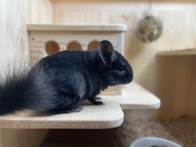 Шиншила кольорова дівчинка та хлопчики