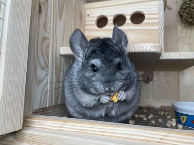 Шиншила кольорова дівчинка та хлопчики