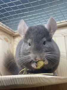 Шиншила кольорова дівчинка та хлопчики