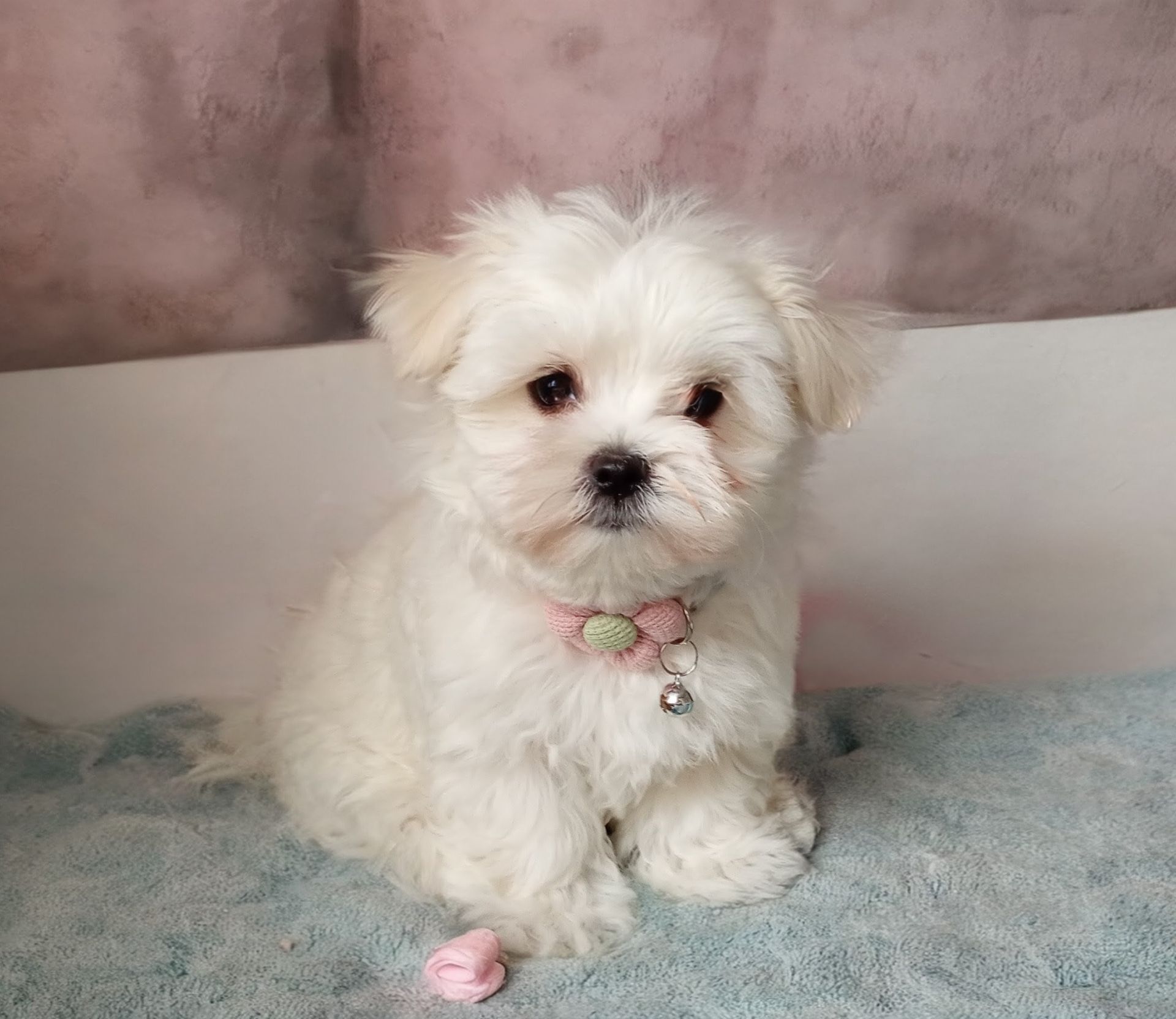 Дівчинка мальтезе