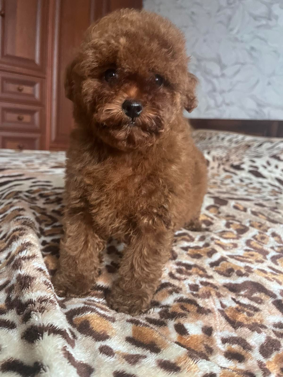 Той пудель девочка Ред Браун