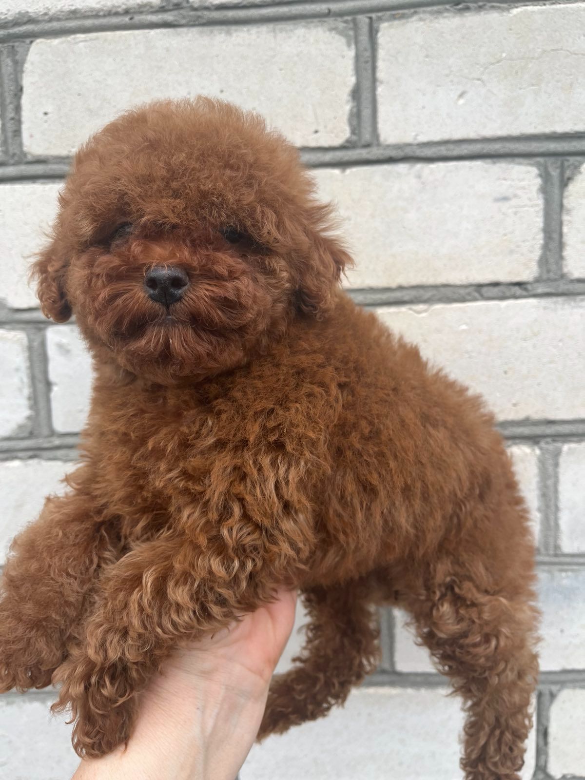 Той пудель девочка Ред Браун