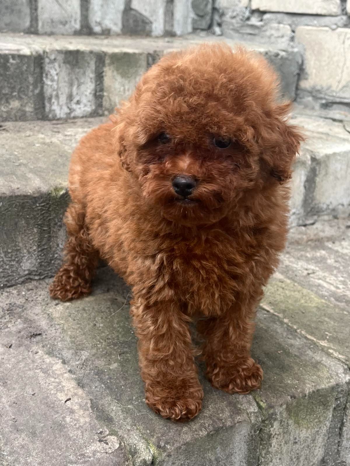 Той пудель девочка Ред Браун