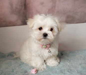 Дівчинка мальтезе