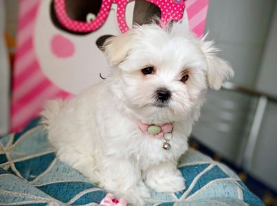 Дівчинка мальтезе