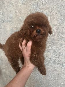 Той пудель девочка Ред Браун