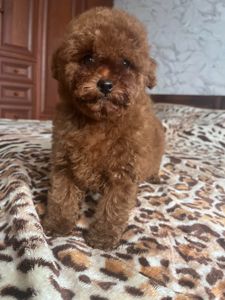 Той пудель девочка Ред Браун