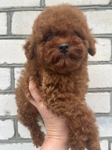 Той пудель девочка Ред Браун